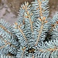 #5 Picea pun Globosa/ Dwarf Globe Blue Spruce