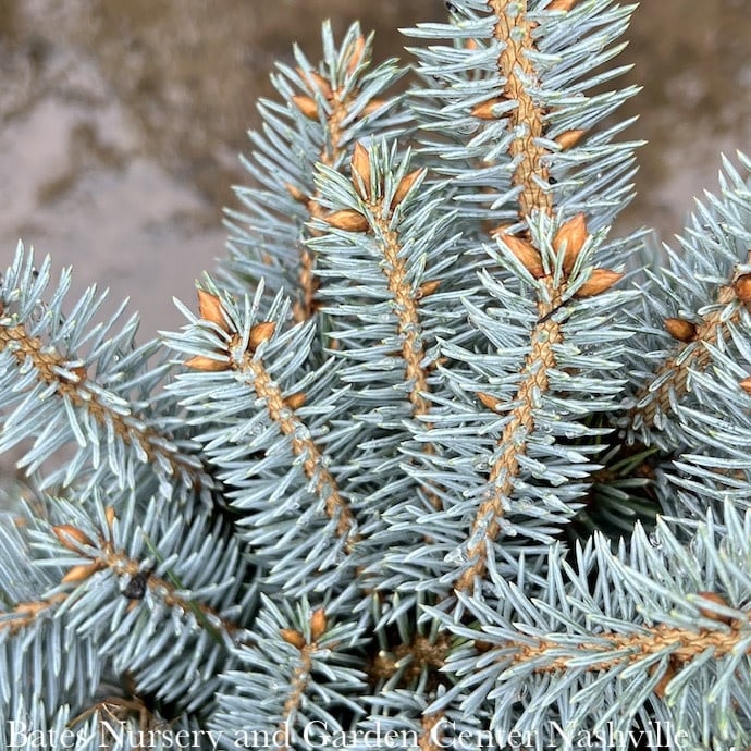 #3 Picea pun Globosa/ Dwarf Globe Blue Spruce