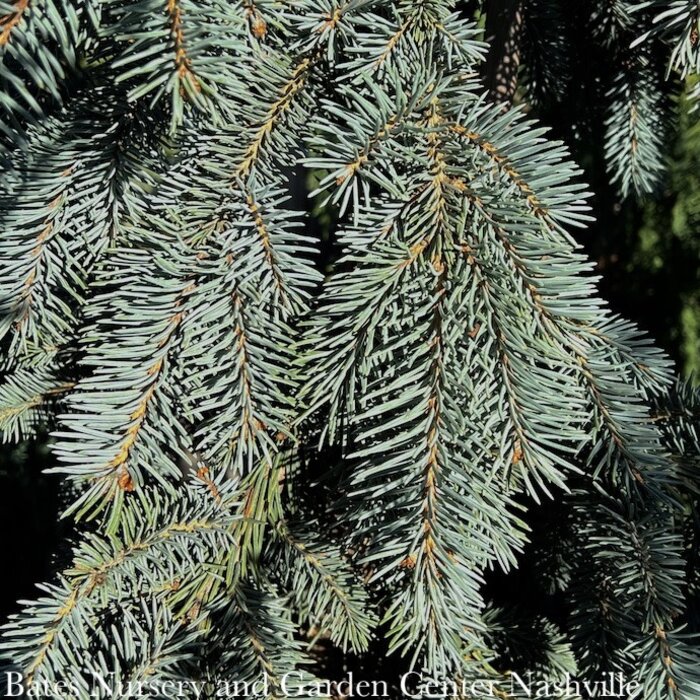 #10 Picea pun The Blues/ Weeping Blue Spruce