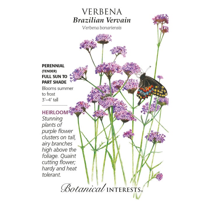 Seed Flwr Verbena Brazilian Vervain Heirloom - Verbena bonariensis