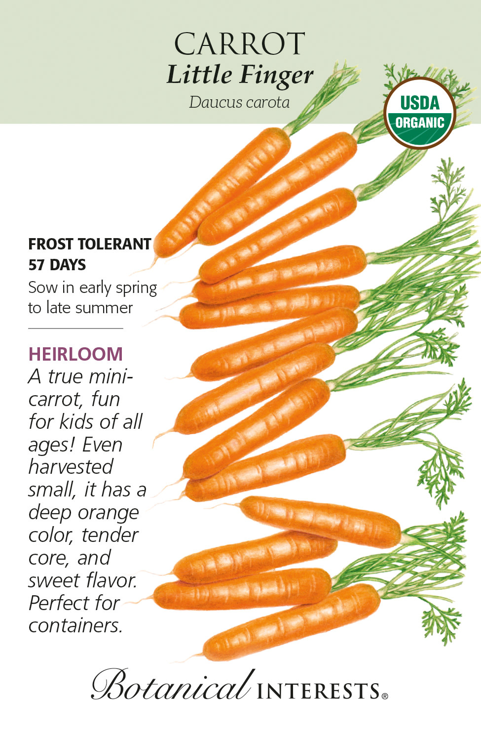 Seed Veg Carrot Little Finger Organic Heirloom - Daucus carota sativus