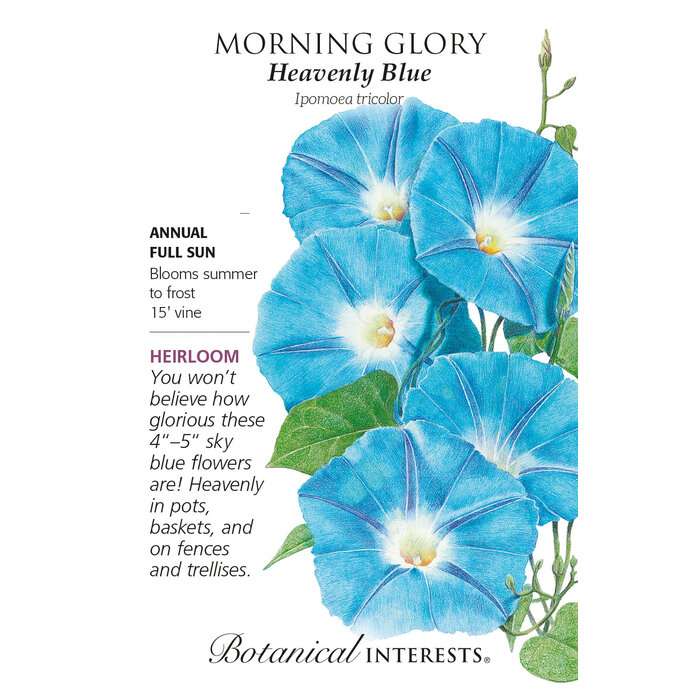 Seed Flwr Morning Glory Heavenly Blue Heirloom - Ipomoea tricolor