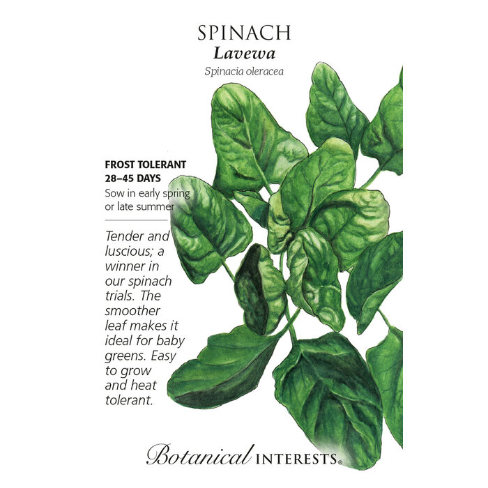 Seed Veg Spinach Lavewa - Spinacia oleracea