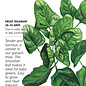 Seed Veg Spinach Lavewa - Spinacia oleracea