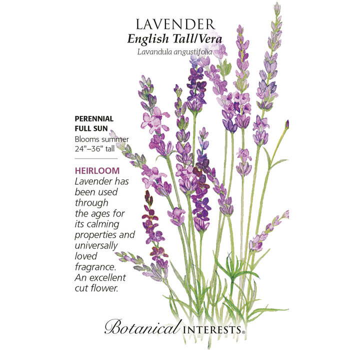 Seed Flwr Lavender English Tall/ Vera Heirloom - Lavandula augustifolia