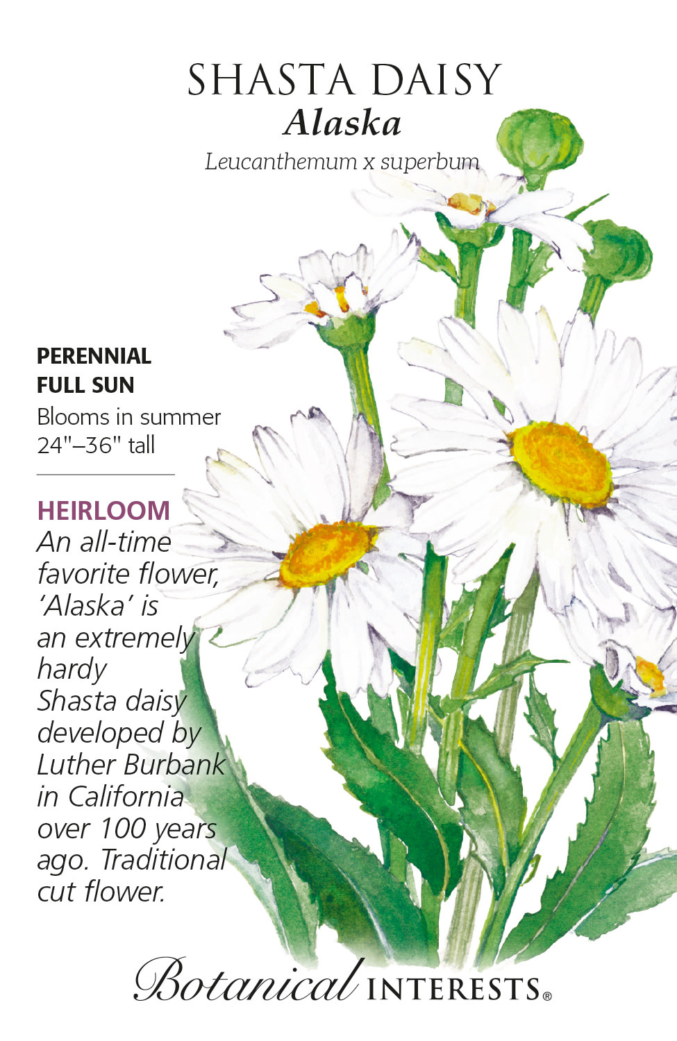 Seed Flwr Shasta Daisy Alaska Heirloom - Leucanthemum x superbum