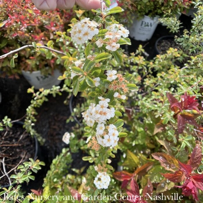 #3 Spiraea cant Reeves/ White Double Bridal Wreath