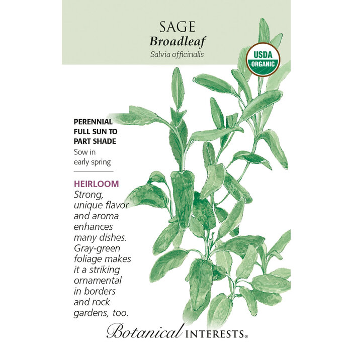 Seed Herb Sage Broadleaf Organic Heirloom - Salvia officinalis