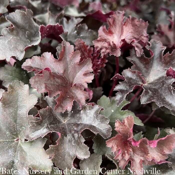 #1 Heuchera Balboa Sunset/ Coral Bells