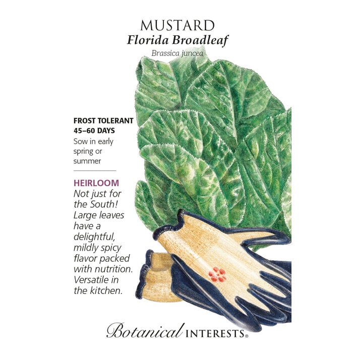 Seed Veg Mustard Florida Broadleaf Heirloom - Brassica juncea