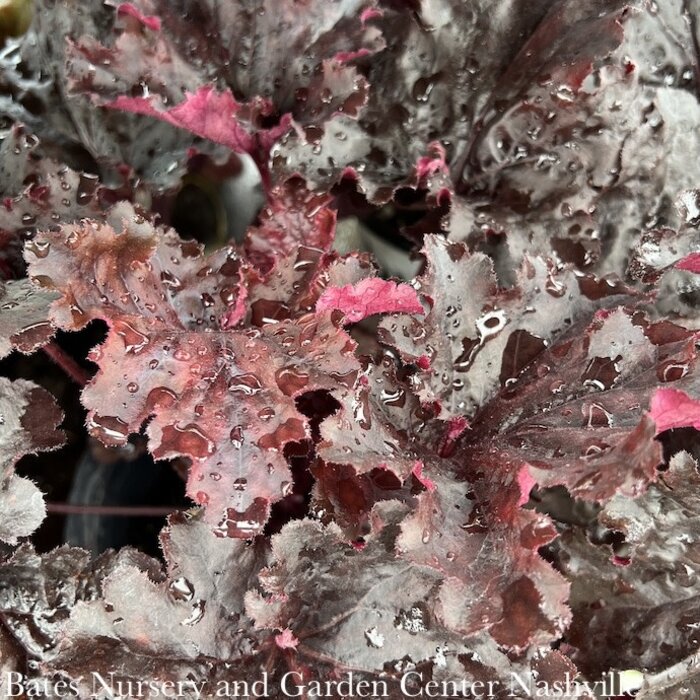 https://cdn.shoplightspeed.com/shops/642885/files/57221827/700x700x2/p86-heuchera-heucherella-tiarella-1-heuchera-dress.jpg