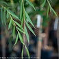 #10 Salix babylonica Wisconsin/ Weeping Willow