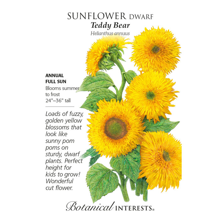 Seed Flwr Sunflower Dwarf Teddy Bear - Helianthus annuus Native (TN)