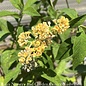 #1 Buddleia Golden Glow/Butterfly Bush