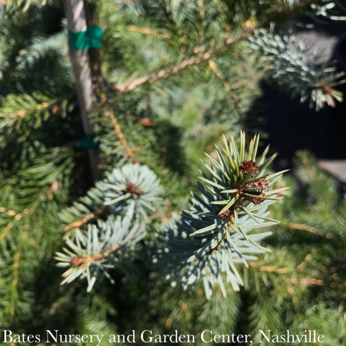 #6 Picea omor Gotelli Weeping/ Serbian Spruce