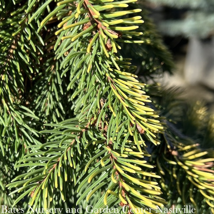 #10 Picea ab Gold Drift/ Weeping Norway Spruce