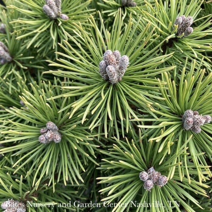 LPP Pinus mugo Mops/ Dwarf Pine