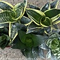 4p! Sansevieria Star Power Series /Snake Plant /Mother-in-Law Tongue /Tropical