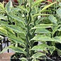 6p! Pedilanthus Devil's Backbone Variegated  Succulent /Tropical