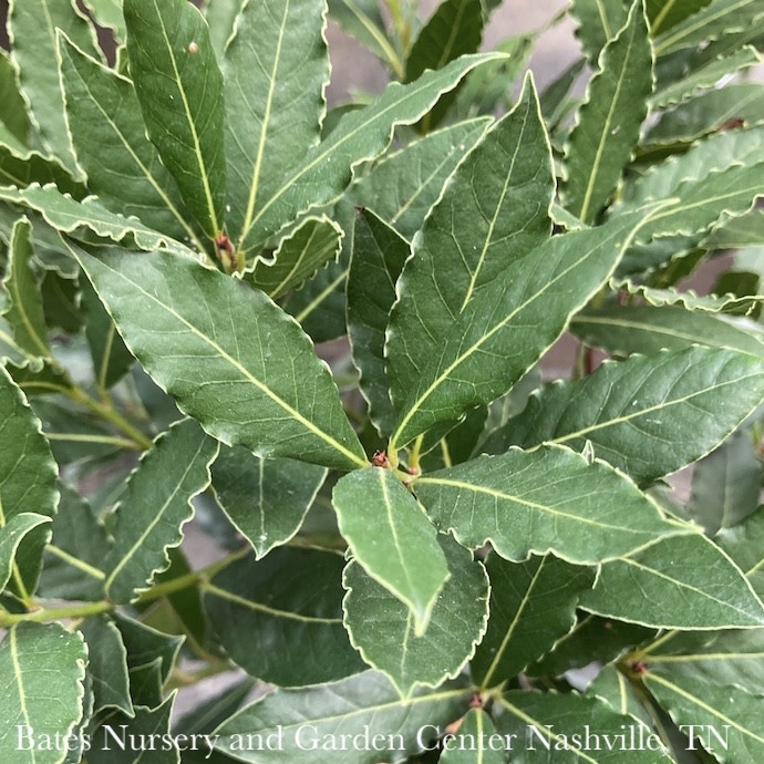 Tropical 1 Laurus nobilis Little Ragu/Bay Laurel Bates Nursery