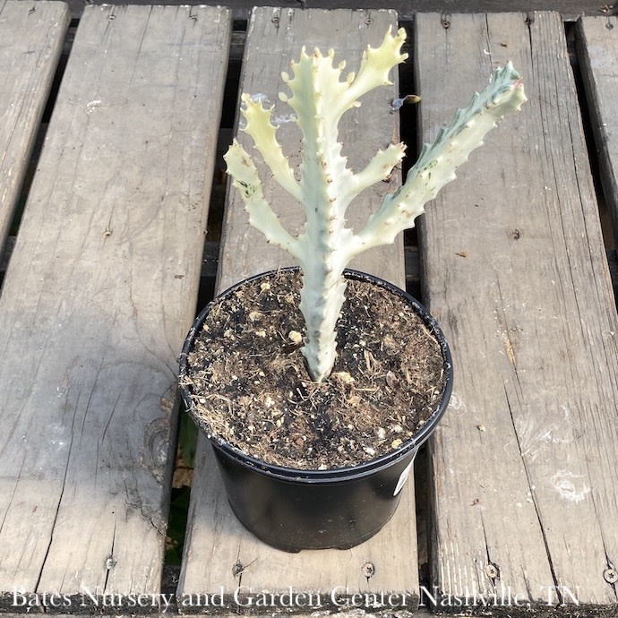 6p! Euphorbia Dragon Bones Cactus /Tropical