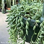 6hb! Senecio Herr/ String of Tears Succulent /Tropical