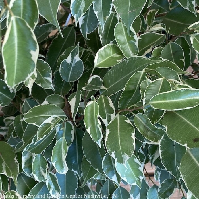 6p! Ficus Benjamina Bush Asst Varieties /Tropical