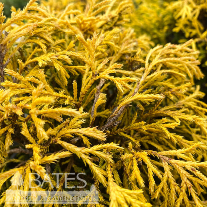 #2 Chamaecyparis pis Paul's Gold Mop/ Dwarf Threadleaf Falsecypress