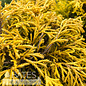 #2 Chamaecyparis pis Paul's Gold Mop/ Dwarf Threadleaf Falsecypress