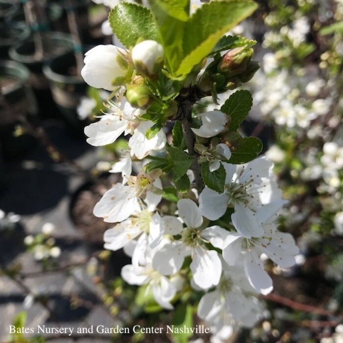 Edible #7 Prunus x Romeo/ Tart Cherry SHRUB FORM - No warranty