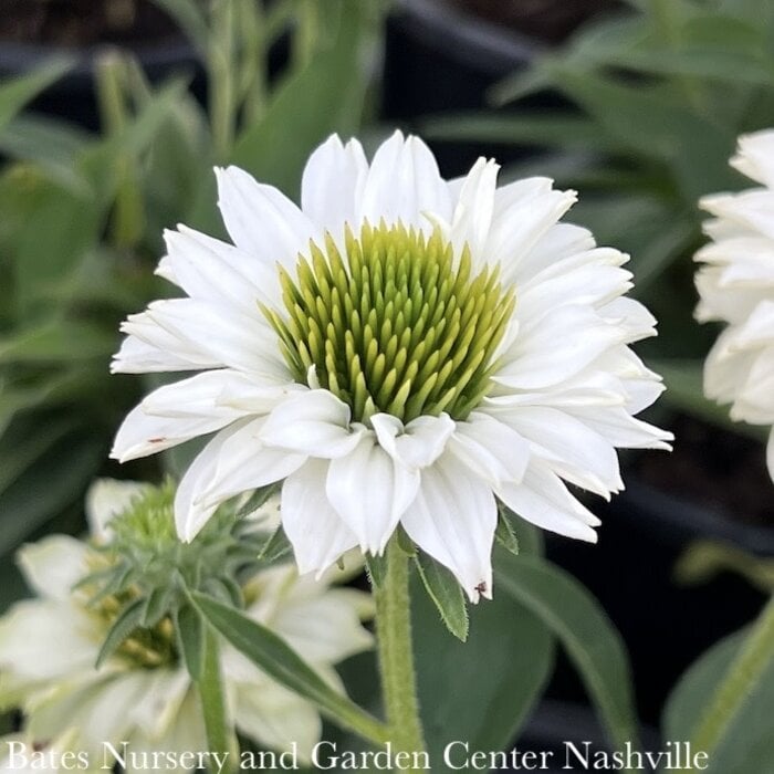 #1 Echinacea x Sunseekers 'White'/ Coneflower