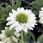 #1 Echinacea x Sunseekers 'White'/ Coneflower