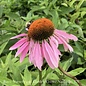 Seed Flwr Echinacea purpurea/ Purple Coneflower Organic Heirloom Native (TN)
