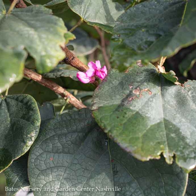 #7 Cercis chin Don Egolf/ Compact Chinese Redbud