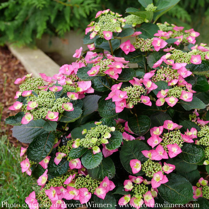 #3 Hydrangea serr PW Tuff Stuff TOP FUN/ Mountain/ Lacecap Rebloom Blue to Pink