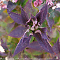 #3 Hydrangea serr PW Tuff Stuff TOP FUN/ Mountain/ Lacecap Rebloom Blue to Pink