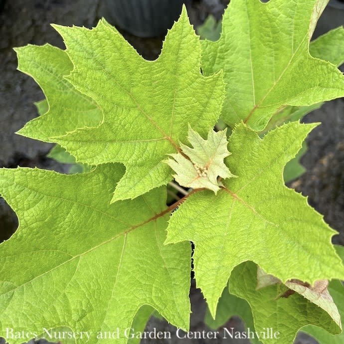 #3 Hydrangea quer Snow Queen/ Oakleaf Native (TN)