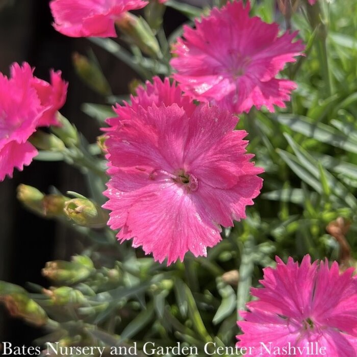 #1 Dianthus Vivid 'Bright Light'/ Pink