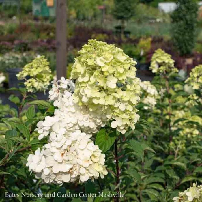 Topiary #15 PT Hydrangea pan Vanilla Strawberry/ Panicle White to Pink Patio Tree