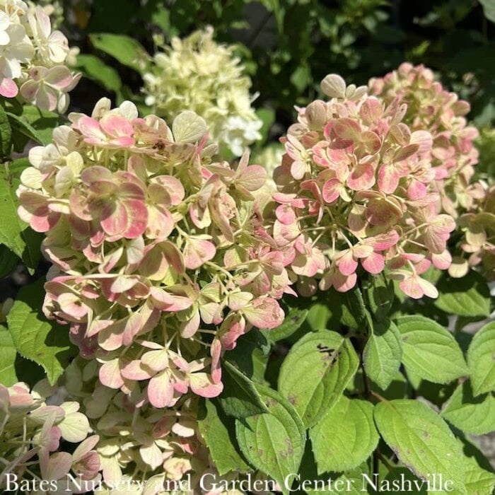 #7 Hydrangea pan PW Little Lime PUNCH/ Panicle