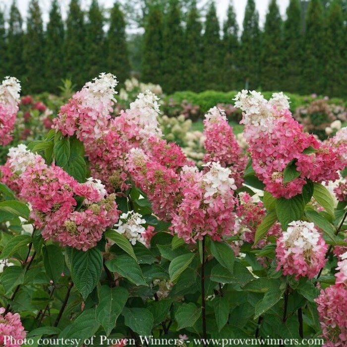 #3 Hydrangea pan Pinky Winky PRIME/ Panicle White to Dark Pink