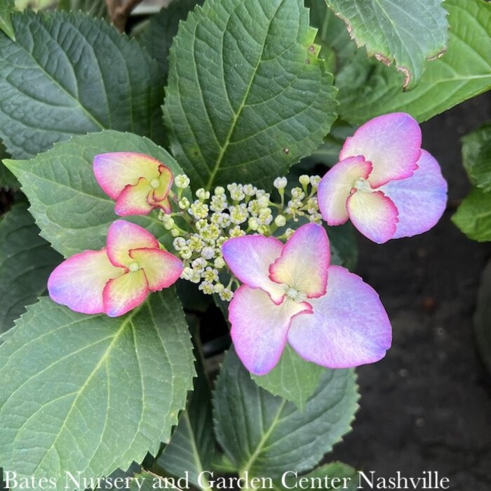 #2 Hydrangea mac Seaside Serenade 'Crystal Cove'/ Bigleaf/ Purple Pink Lacecap Rebloom