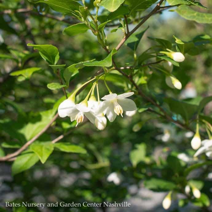 #7 Styrax japonicus/ Japanese Snowbell