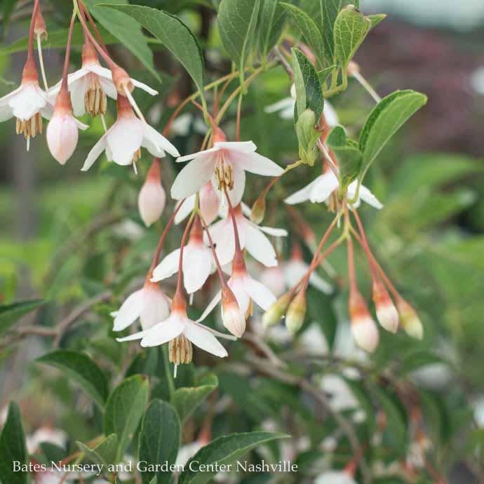 #10 Styrax japonicus Marley's Pink/ Dwarf Weeping Japanese Snowbell