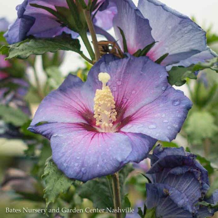 Topiary #7 PT Hibiscus syr PW Azurri Blue Satin/ Rose Of Sharon/ Althea Patio Tree