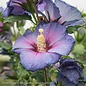 Topiary #7 PT Hibiscus syr PW Azurri Blue Satin/ Rose Of Sharon/ Althea Patio Tree