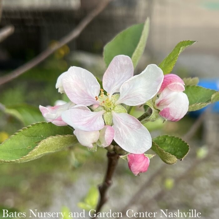 Apple, Semi Dwarf Fuji - Campbell's Nursery