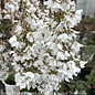 #7 Prunus x Snow Fountains/ White Weeping Flowering Cherry