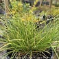 QP Grass Carex appalachica/ Appalachian Sedge  Native (TN)