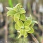 Edible #15 Diospyros virginiana/ Common Persimmon Native (TN)